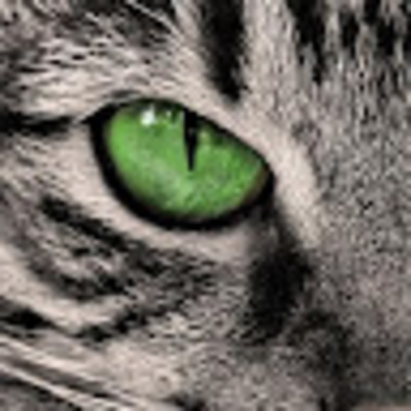 Meet your Posher, Chance - Picture 1 of 1